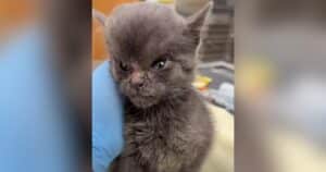 PetWireDaily — Tiny Kitten Arrives With a Head So Swollen, Rescuers Drop Everything to Help