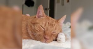 PetWireDaily — Sweet Ginger Cat Has a Special Biscuit Recipe for Making Bad Days Better