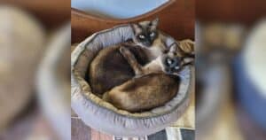 Cats Jagger and Jewell