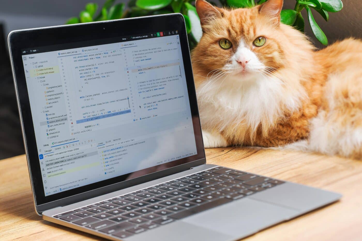 A curious cat sitting beside a laptop and looking attentively toward their human.