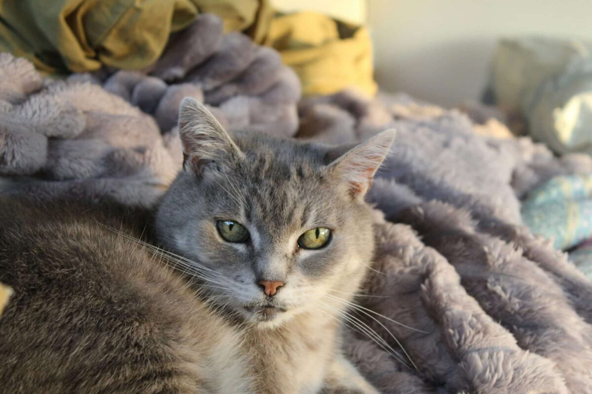 A cat curled inside a loose pile of clothing with only their head visible above the fabric.