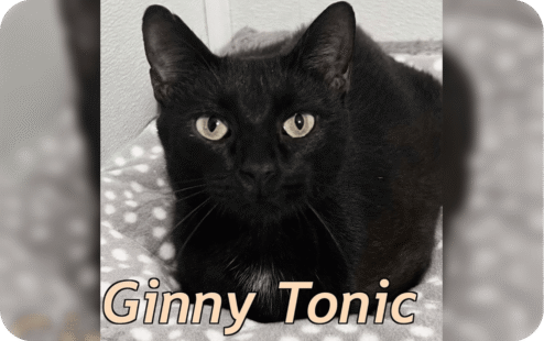 ginny tonic