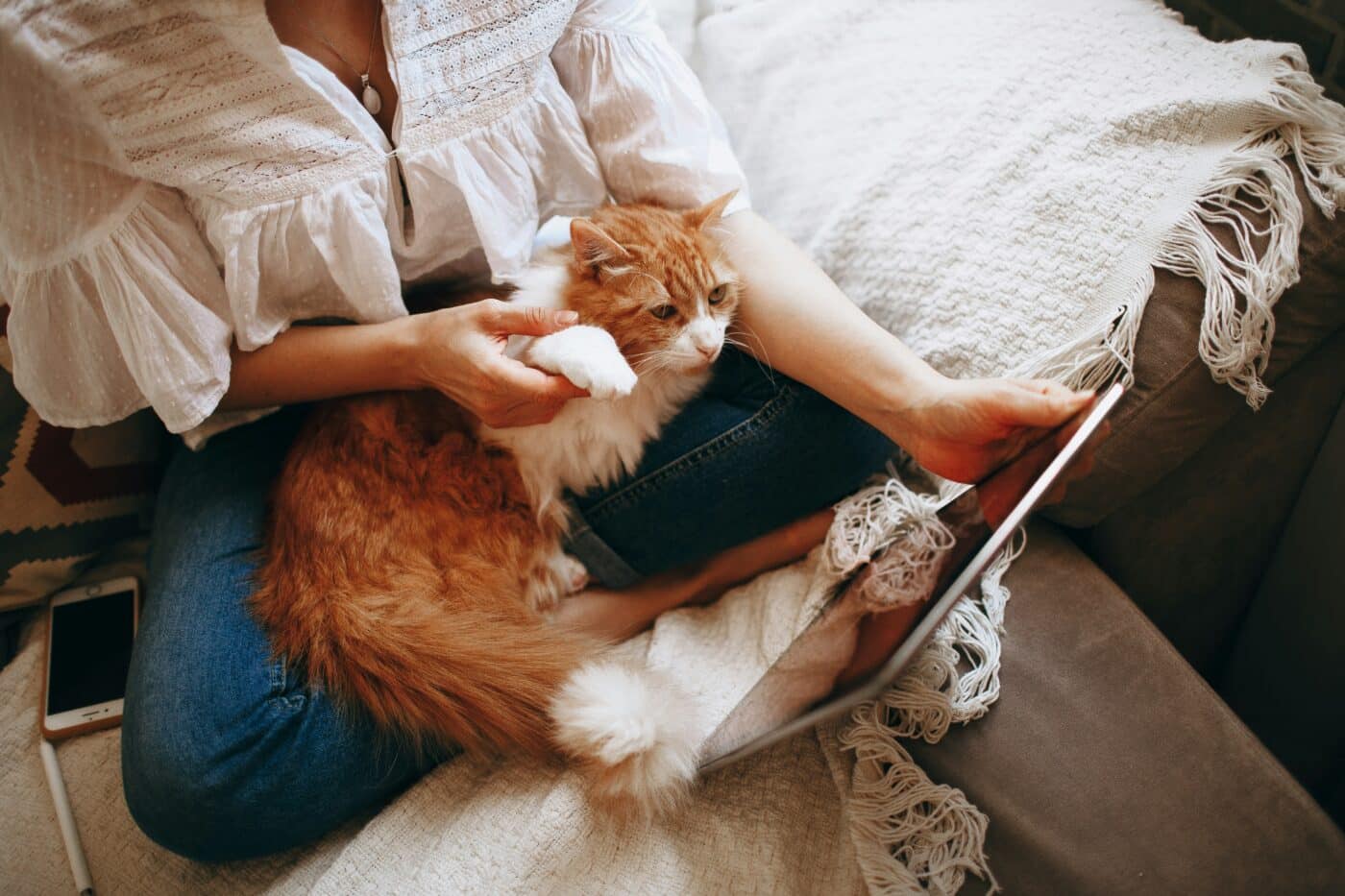 A relaxed cat resting comfortably on their human's lap while enjoying the warmth, closeness, and attention.