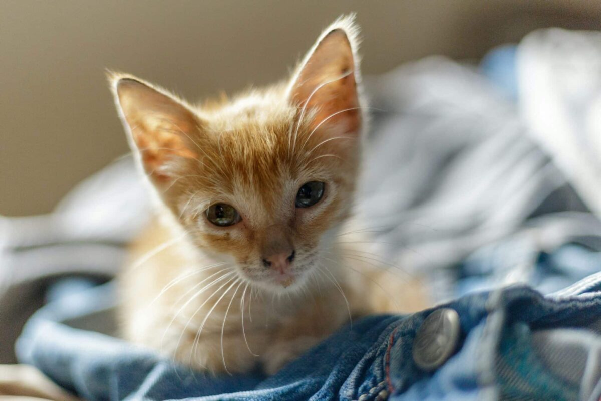 A curious cat sniffing a worn shirt with an attentive and relaxed expression.