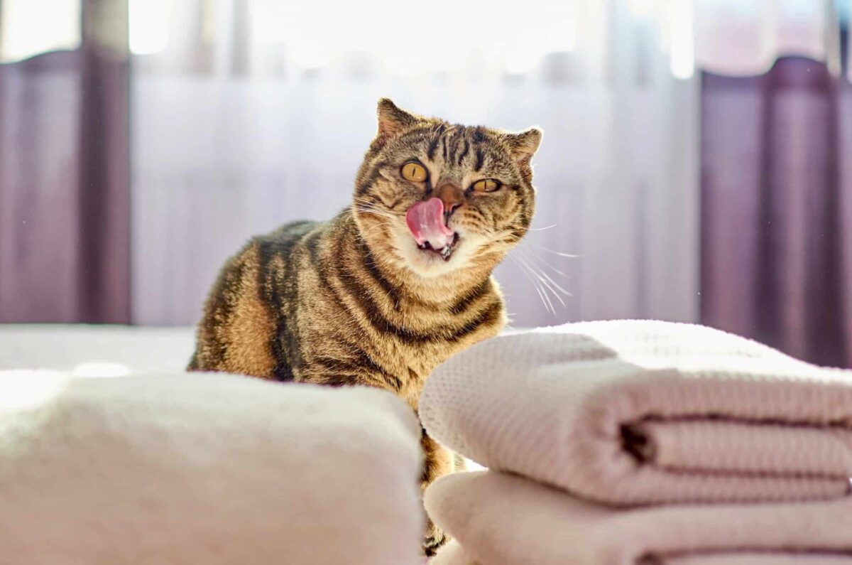 A confident cat rubbing their cheek against clothing while investigating a familiar laundry pile.