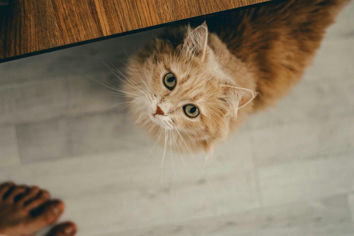 An affectionate cat gazing upward with bright, expectant eyes and an attentive expression while seeking attention from their human.