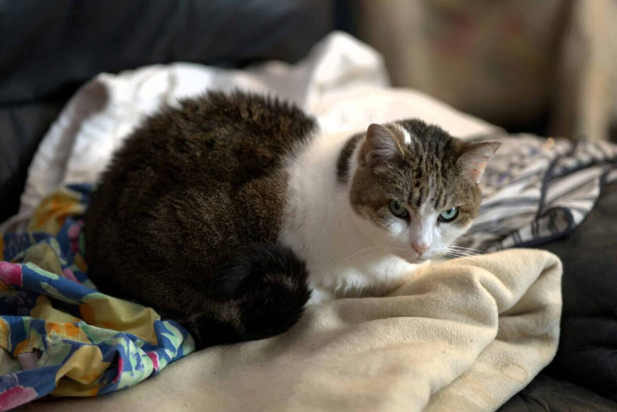 A relaxed cat curled up comfortably on a pile of freshly folded laundry.