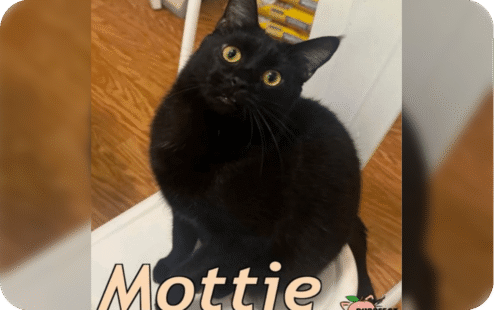 mottie