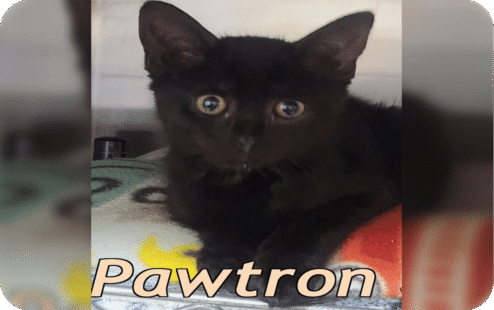 pawtron (1)