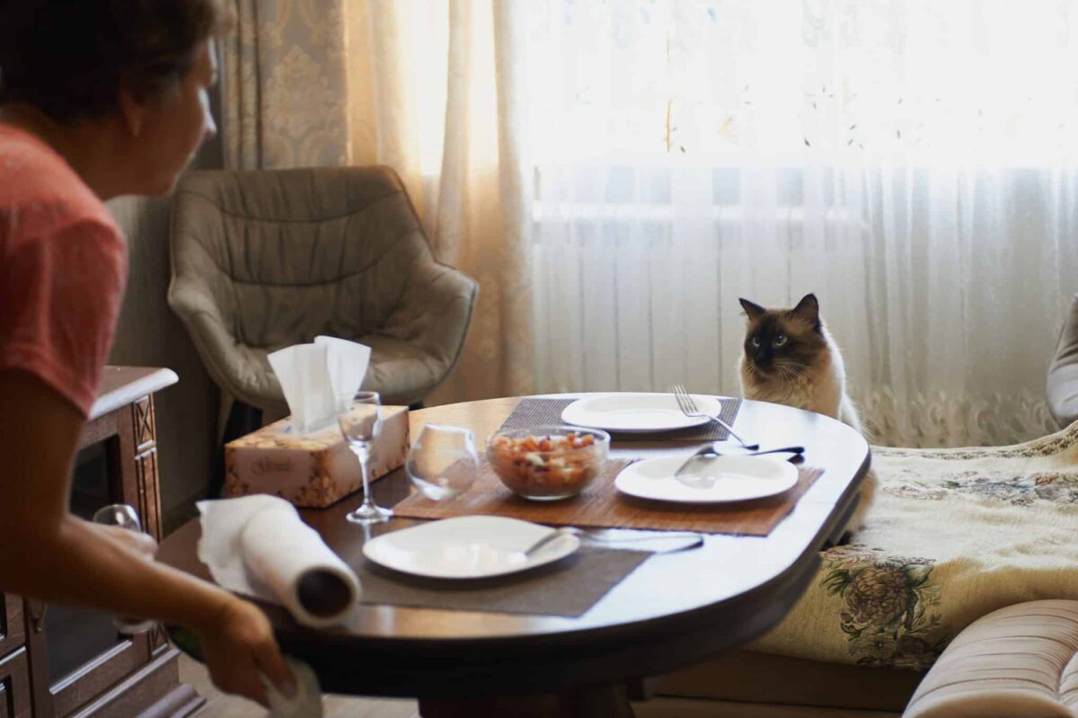 A calm cat waiting in a familiar spot during a regular part of the household routine.