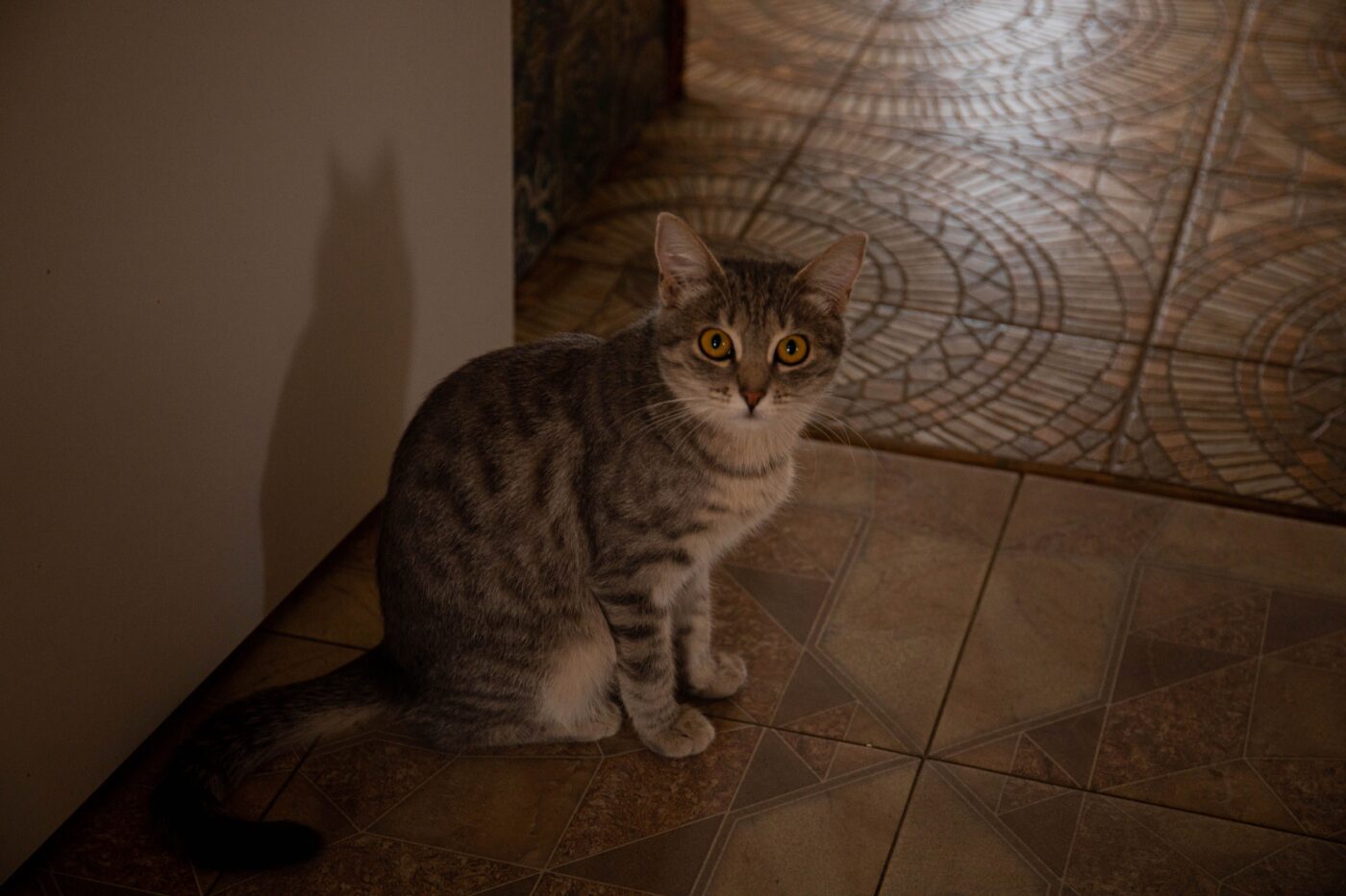 An alert cat with raised ears listening closely beside a bathroom door.