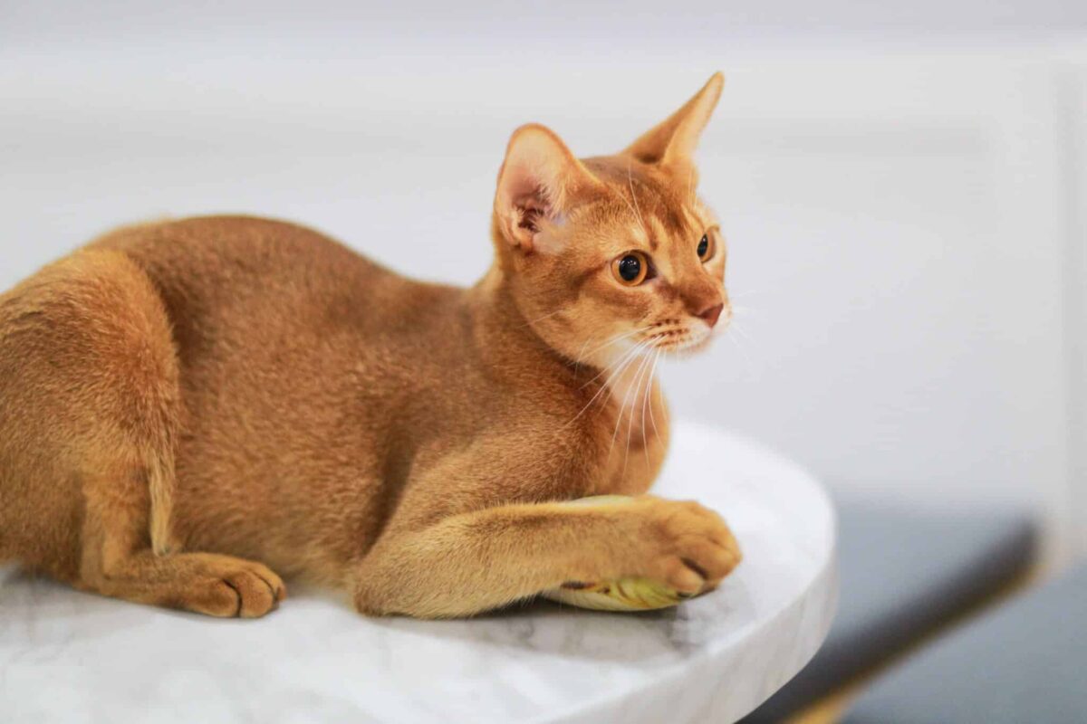 A curious Abyssinian Cat approaching a bathroom doorway with an alert and investigative expression.