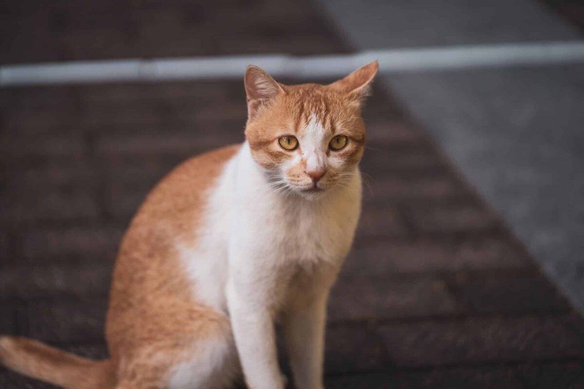 A friendly cat sitting nearby with soft eyes while calmly seeking attention.