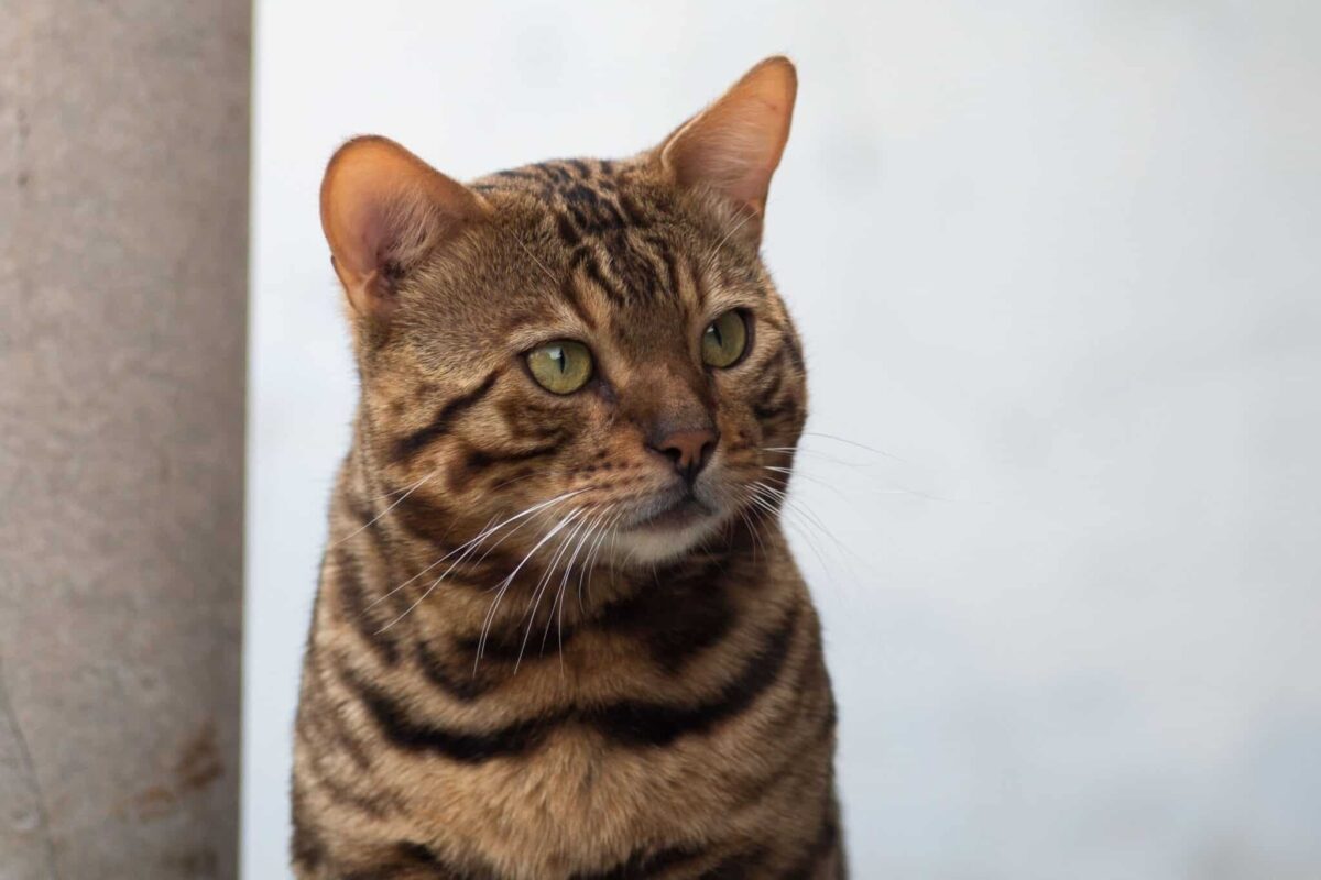 A curious cat standing near an open bathroom door and looking ready to follow their human inside.