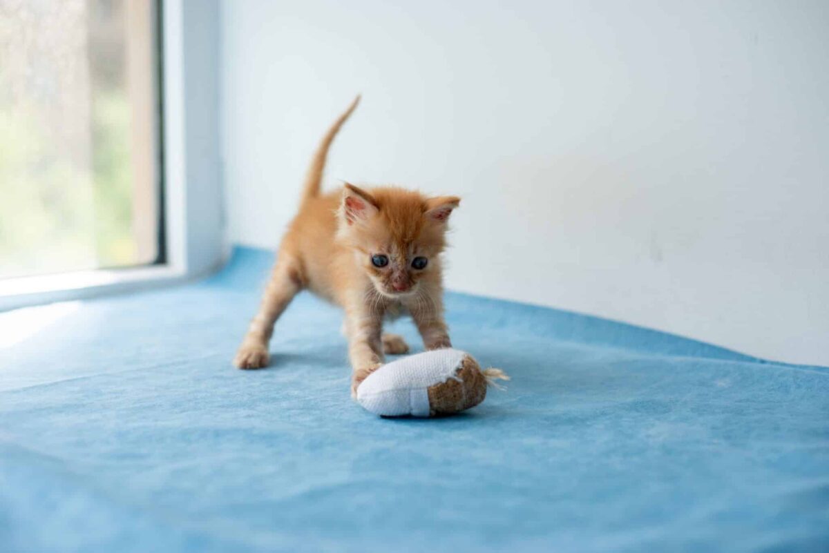 A playful cat carrying a favorite toy in their mouth while walking through the house.