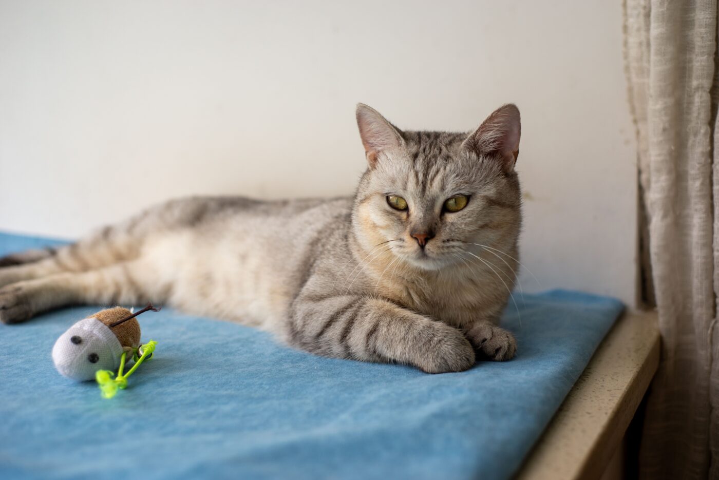 An eager cat standing beside a favorite toy and looking toward their person as if waiting for play to begin.