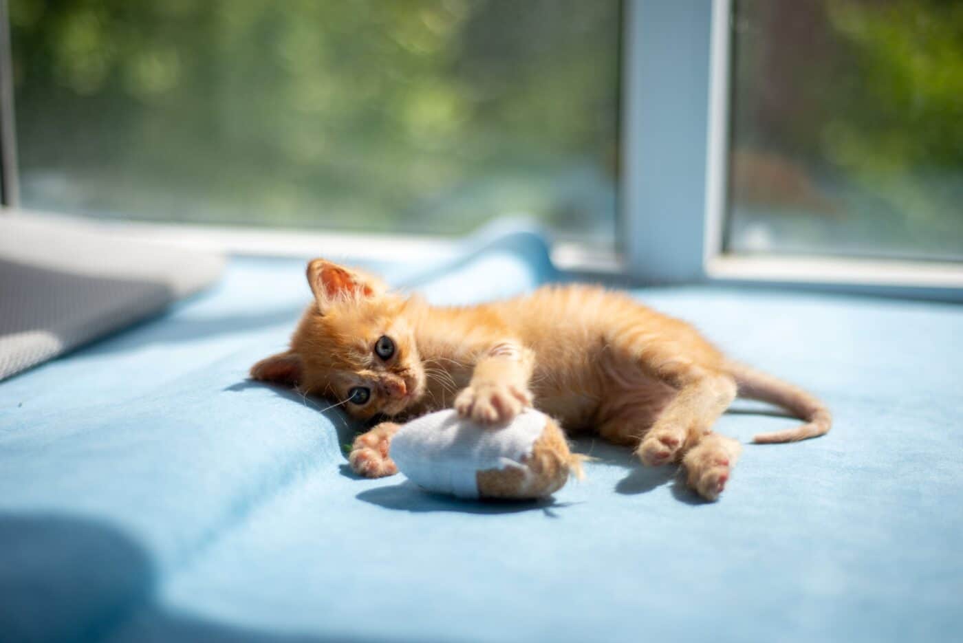 A content cat carrying a familiar toy through the home during their regular evening routine.