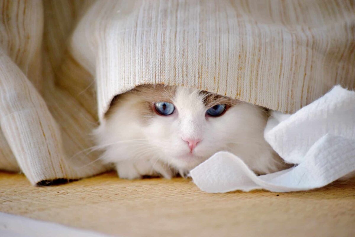 A comfortable cat sniffing a piece of clothing carrying their human's familiar scent.