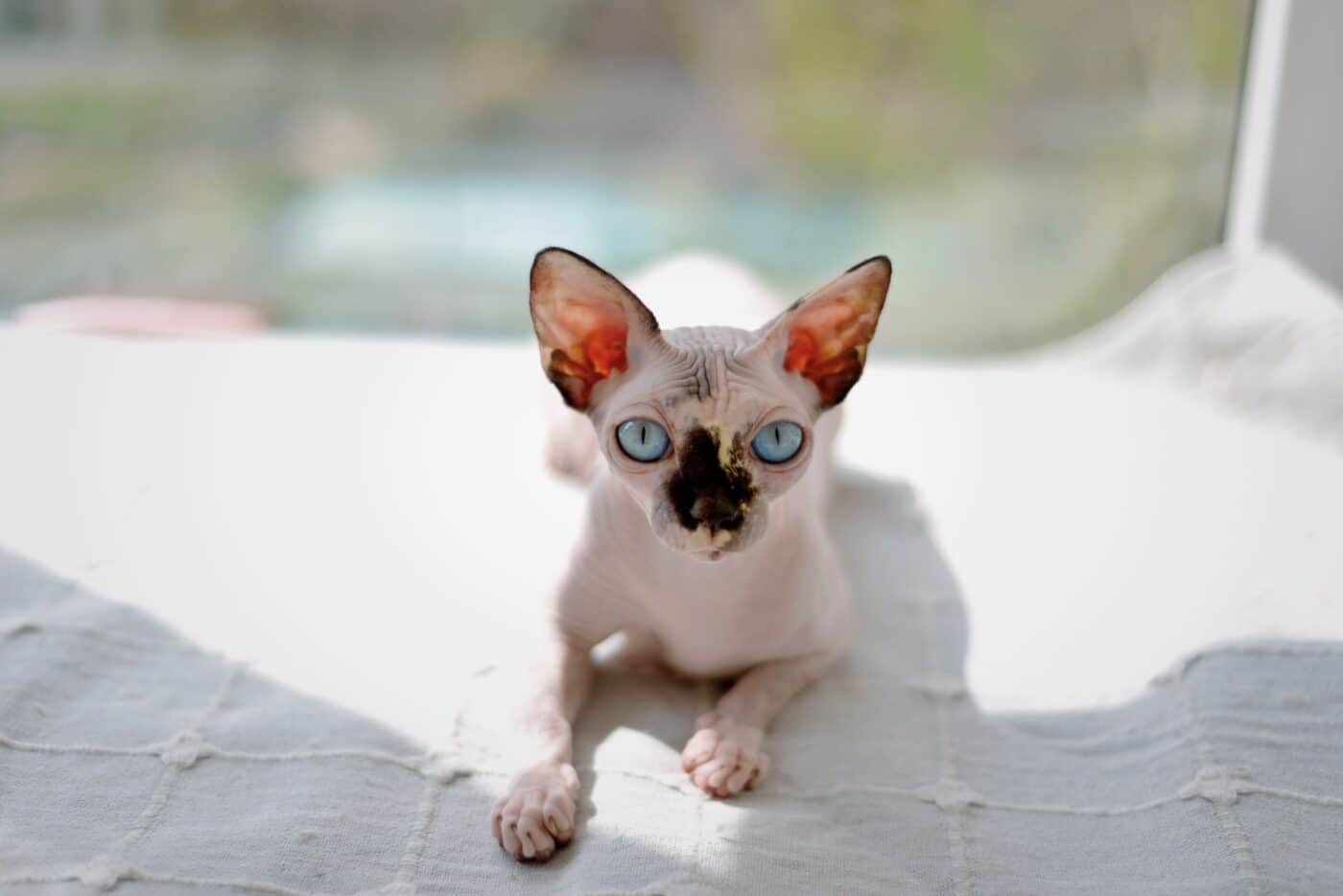 A cat sitting upright with their mouth open mid-meow, showing the breed's famously vocal and expressive personality.