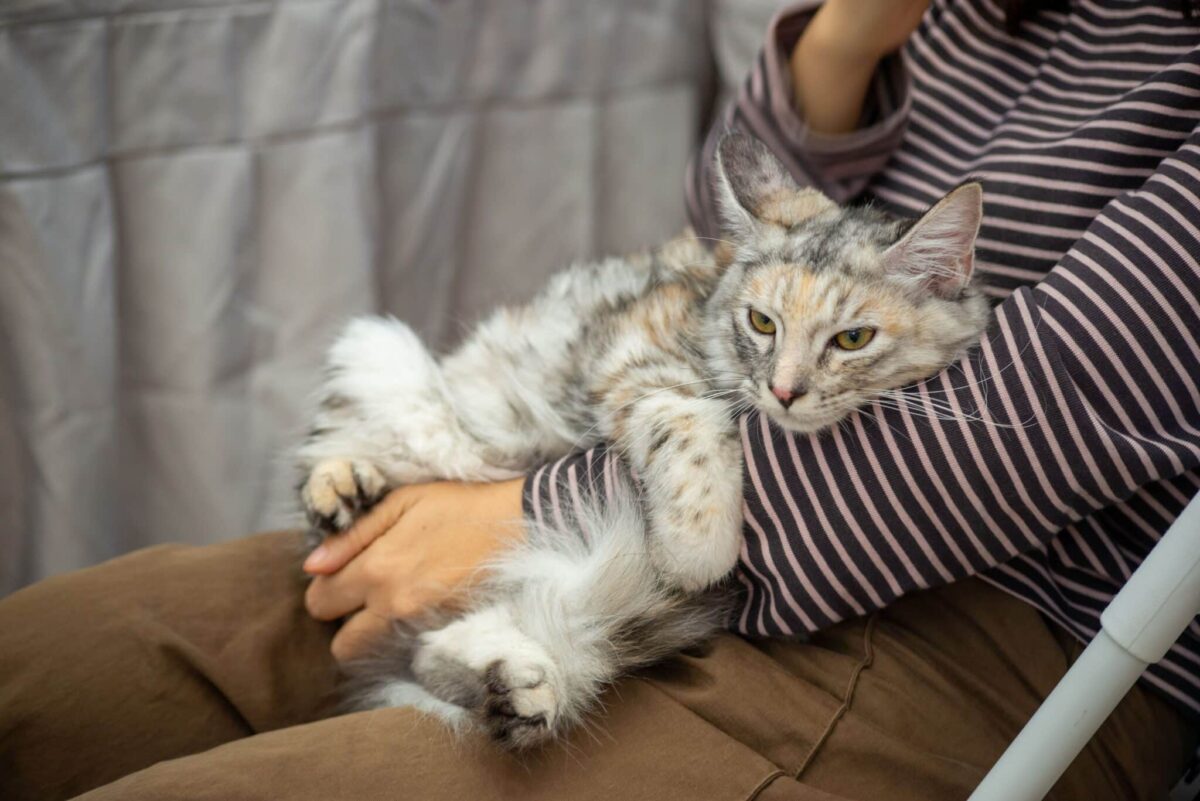 A content cat curled comfortably on their human's lap during a quiet moment together.