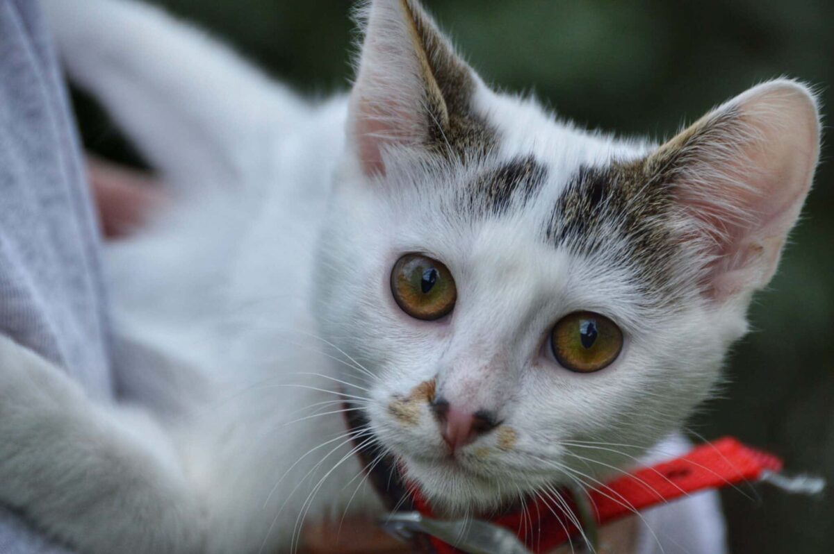 A Turkish Van Cat with a mostly white coat, reddish markings on the head and tail, and a fluffy appearance.