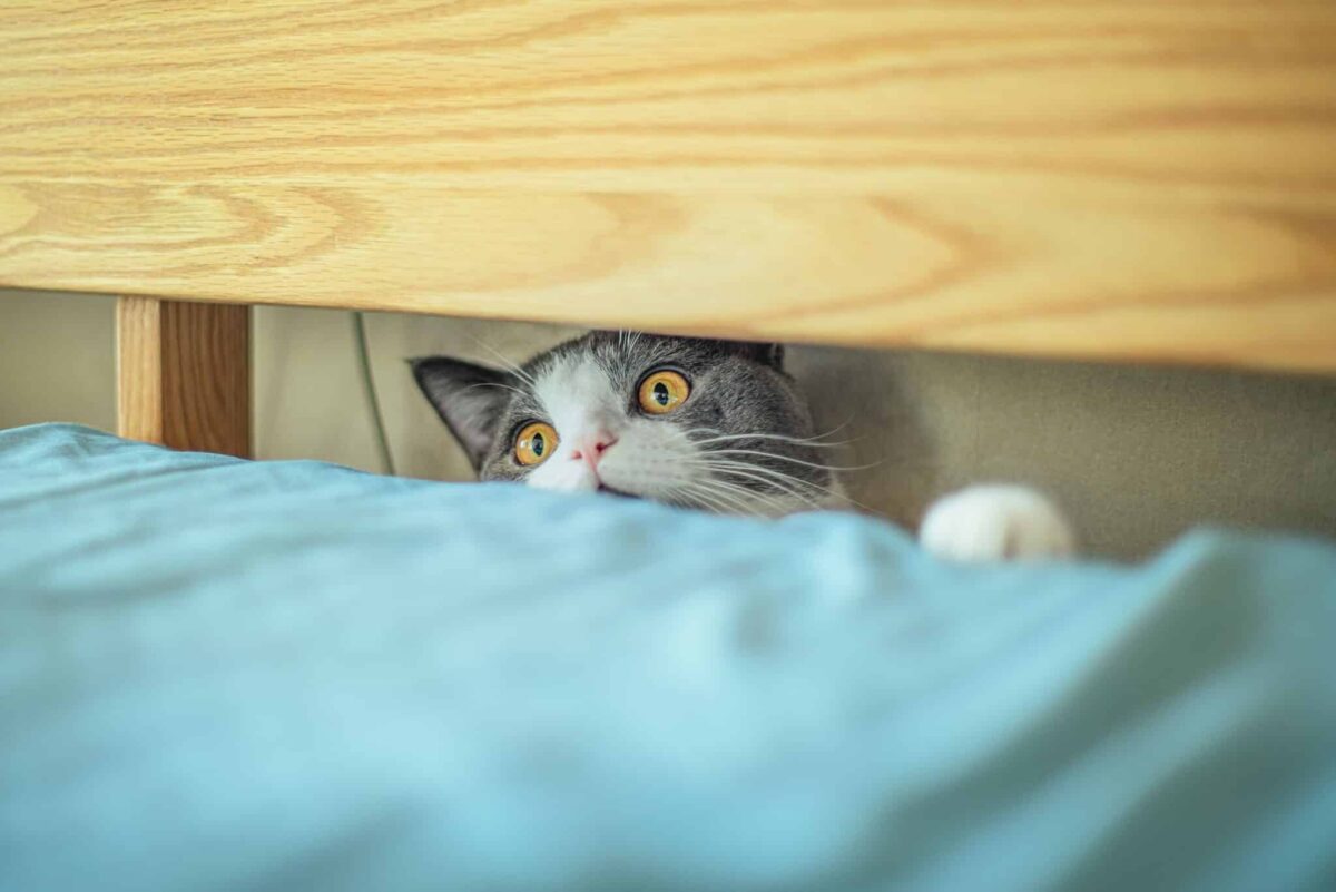 A playful cat peeking from behind furniture while preparing to spring into a game.