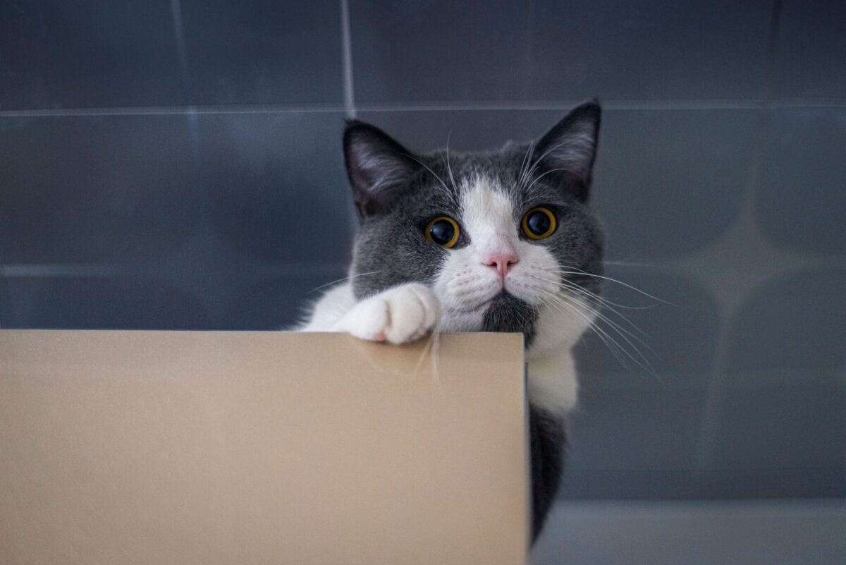 A curious cat following their person toward the bathroom and waiting attentively near the doorway.