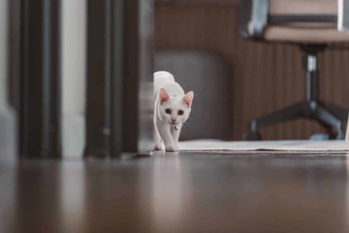 An attentive cat approaching their human near the doorway with an upright tail during a friendly greeting.