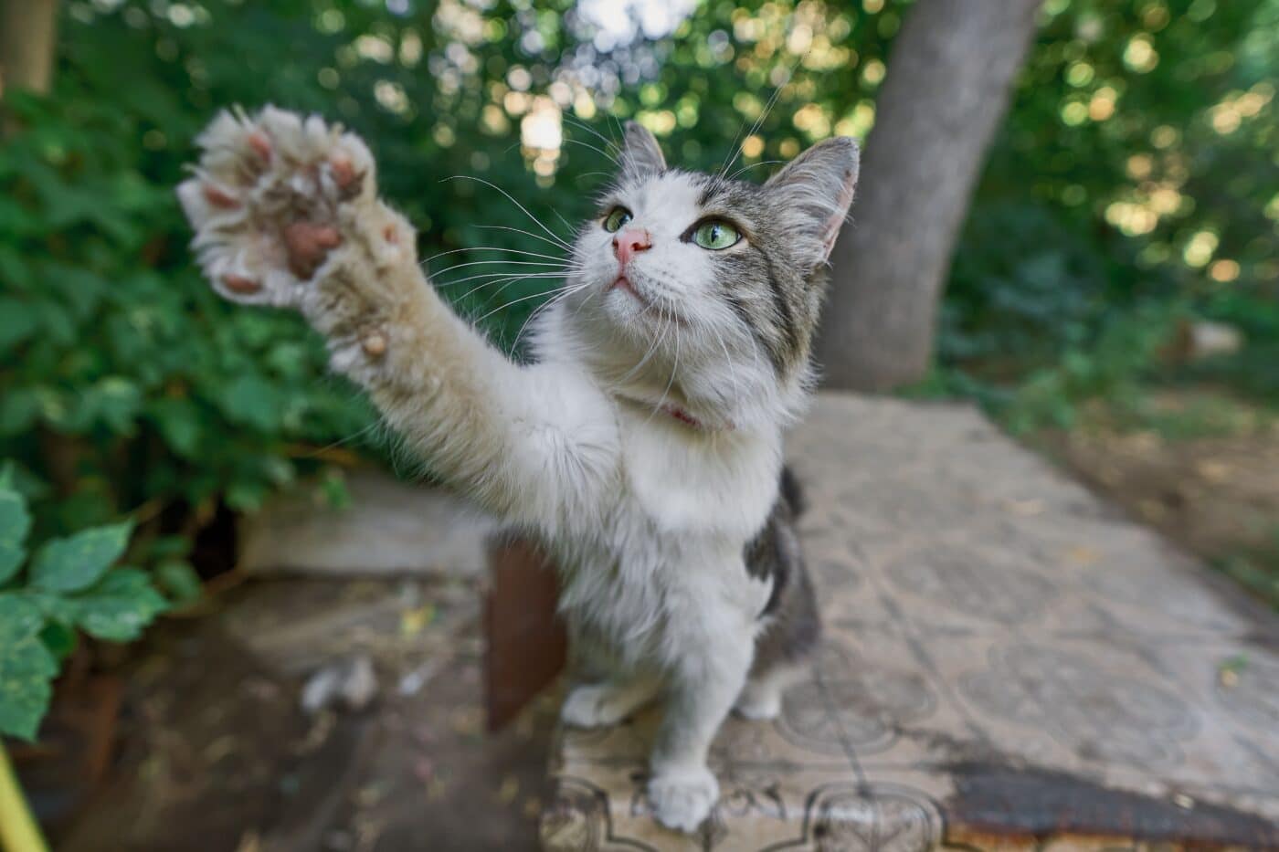A curious cat reaching forward with one paw to bat playfully at a moving toy.