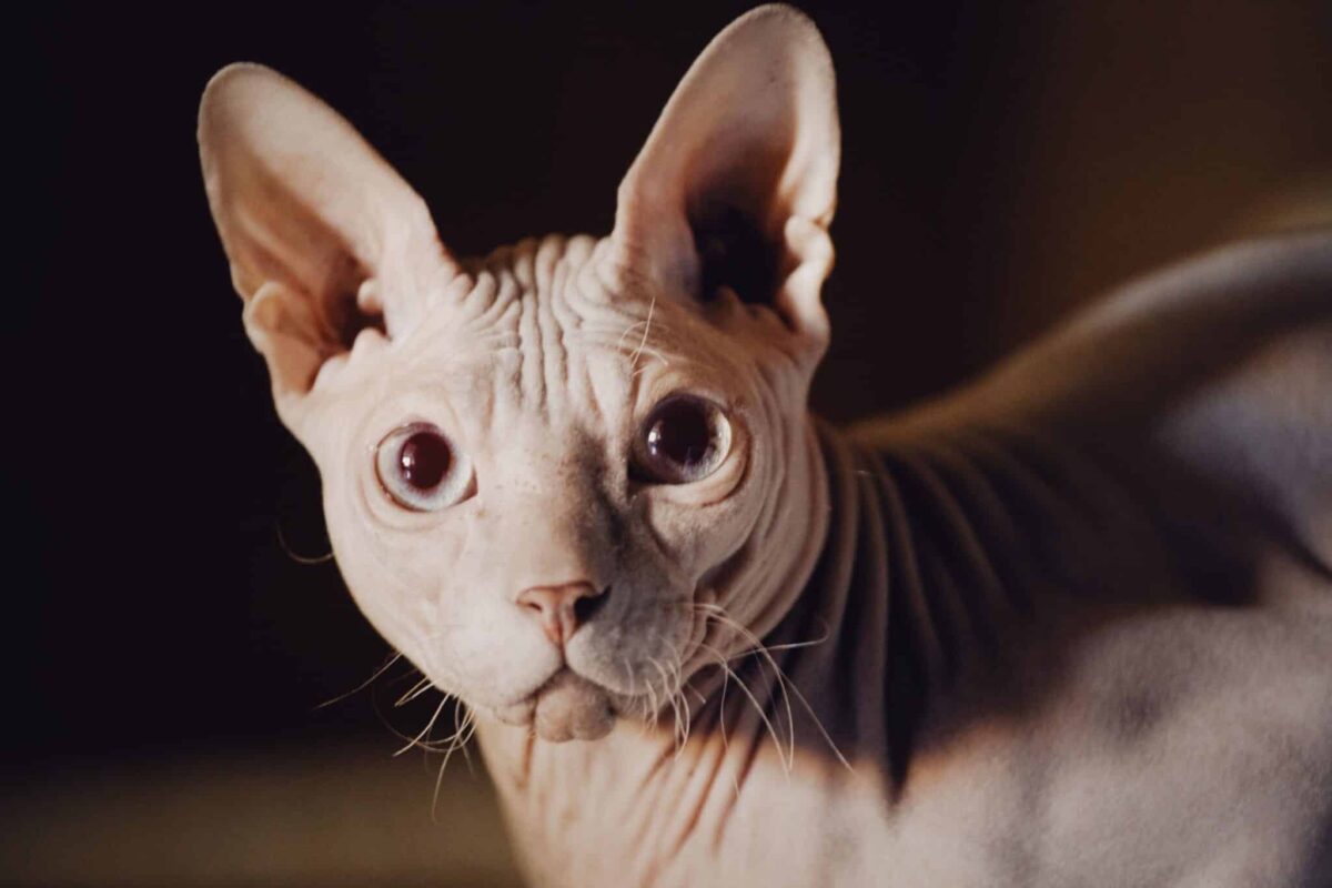An attentive Sphynx Cat peeking through a bathroom doorway while following nearby activity.
