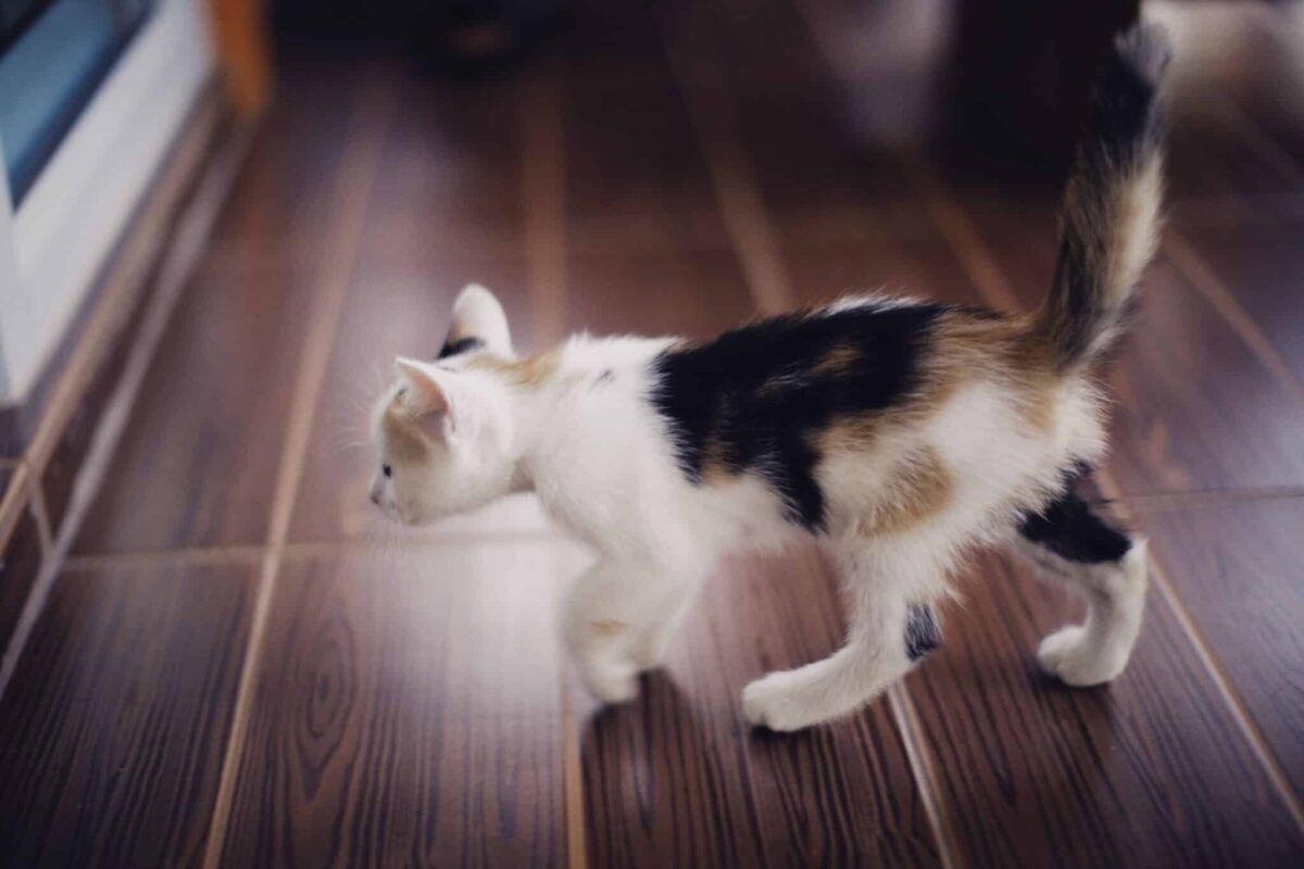 An energetic cat racing across a living room with wide eyes and their tail lifted behind them.