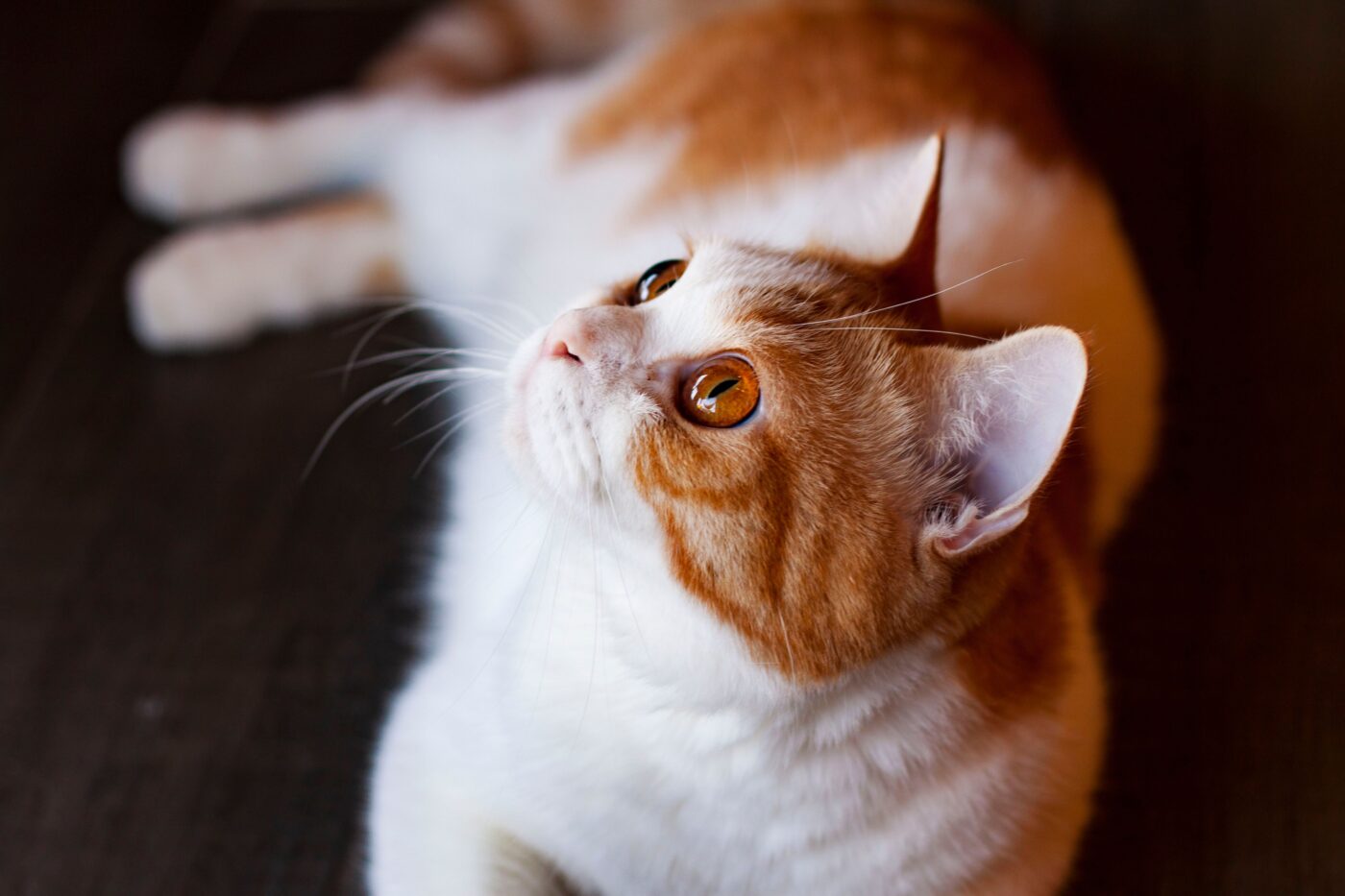 A confident cat sitting directly in front of their human and staring expectantly upward.