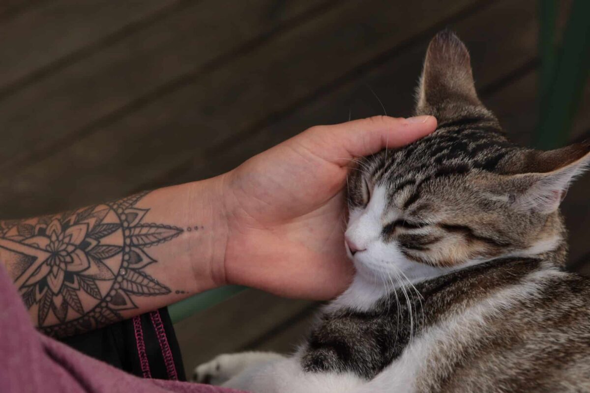 A calm cat sitting near their human with soft eyes and a loose, comfortable posture.