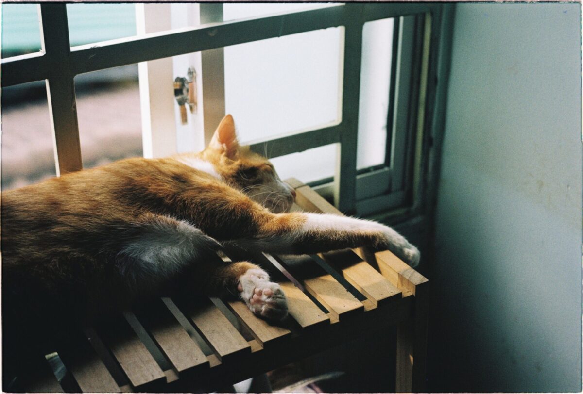 A relaxed cat stretched comfortably across a soft resting spot near a window.