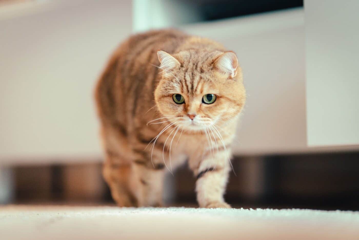 An energetic cat sprinting across the room with their body stretched forward during a burst of playful activity.