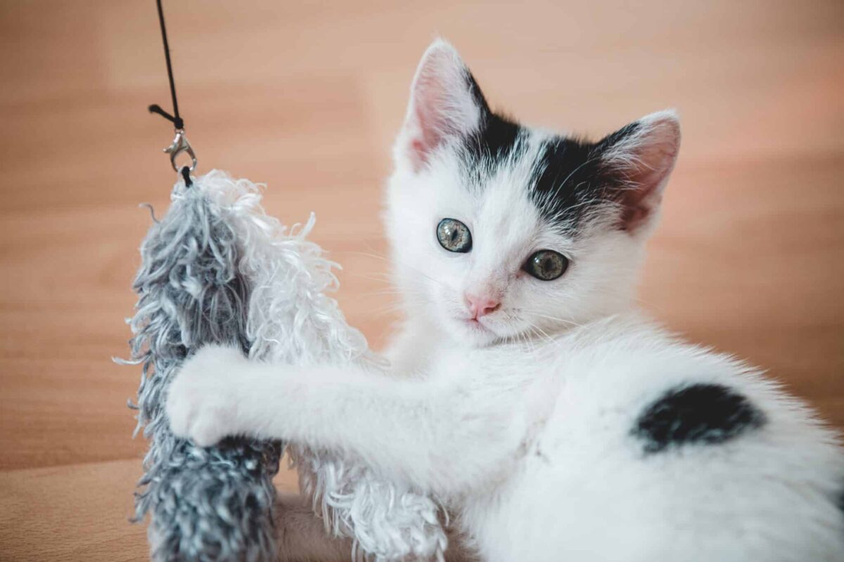 A playful cat carrying a toy into the room where their human is sitting.