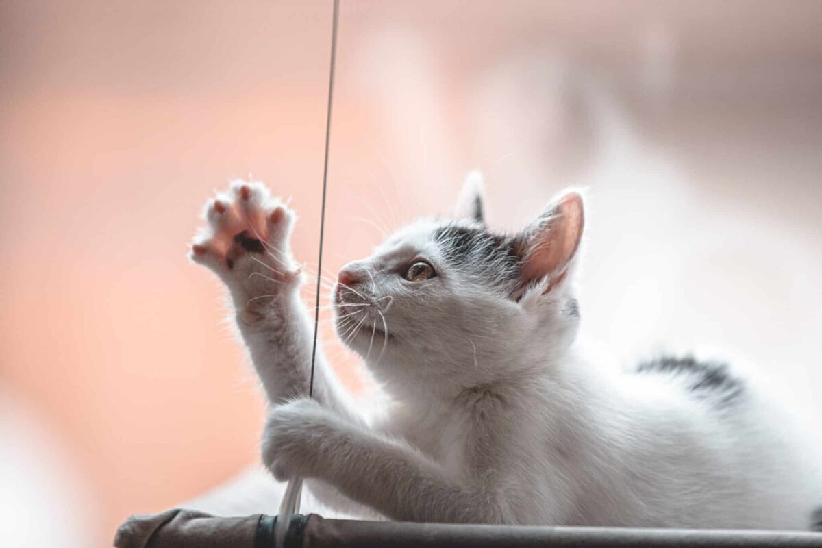 A playful cat enthusiastically pouncing during an energetic and relaxed play session.