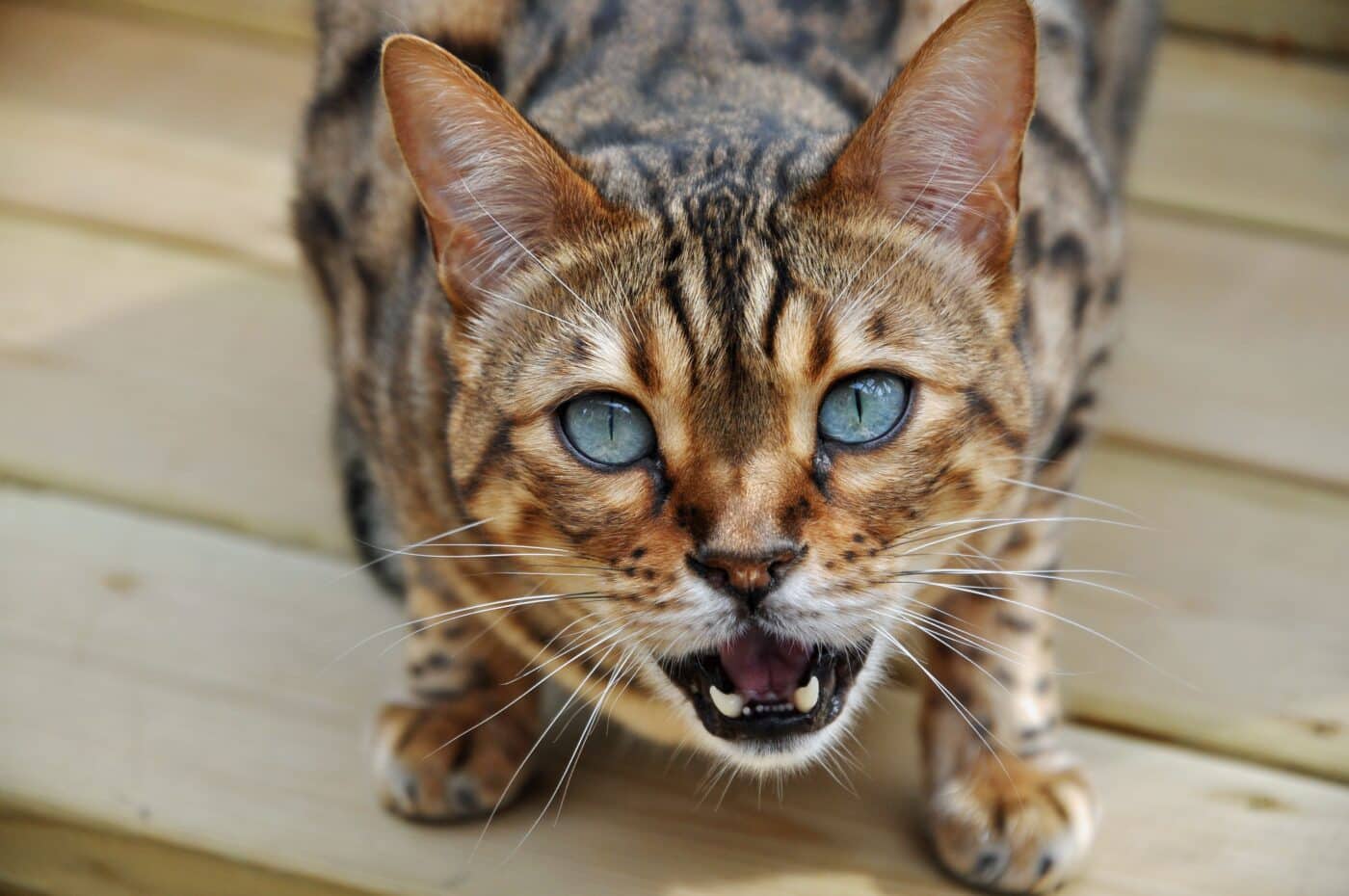 An alert Bengal cat standing with their mouth open as if calling out during an active moment.