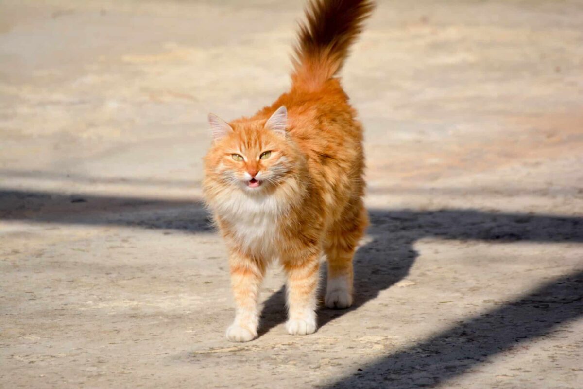 A friendly cat approaching their person with their tail held comfortably upright.