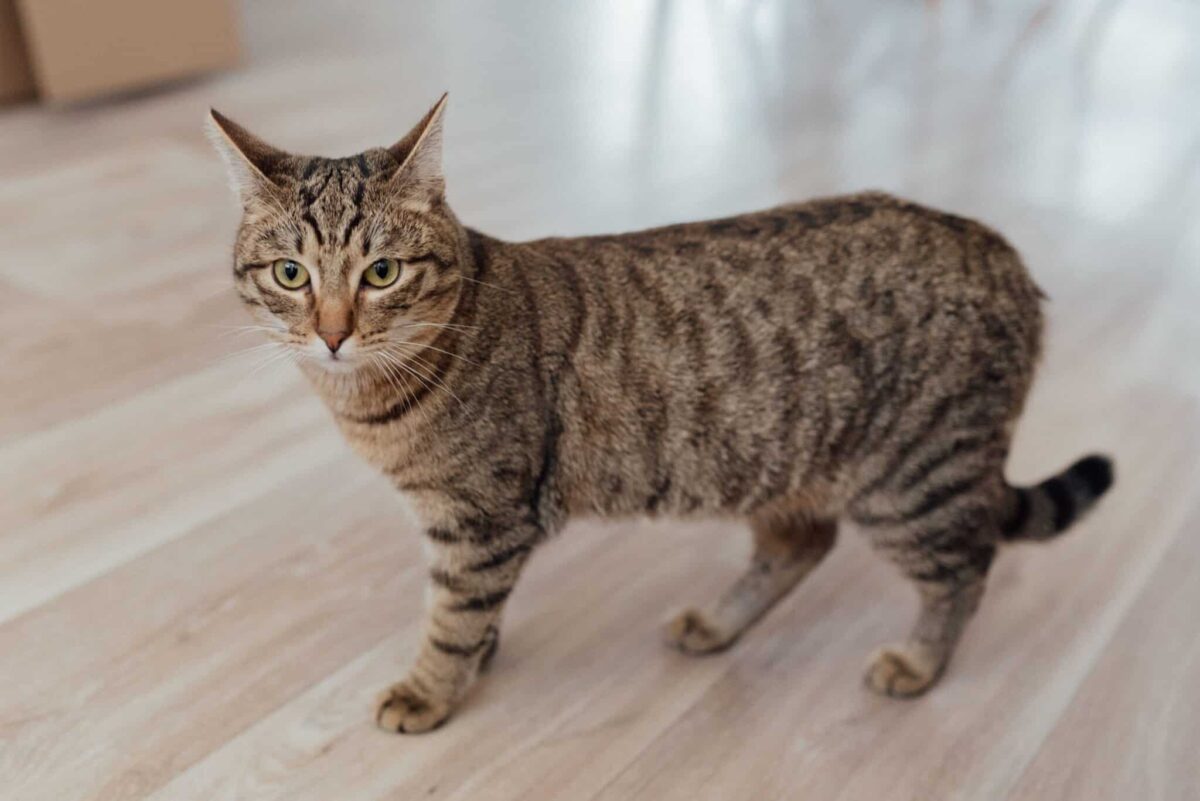 A confident cat walking calmly through a familiar hallway with their tail held naturally.