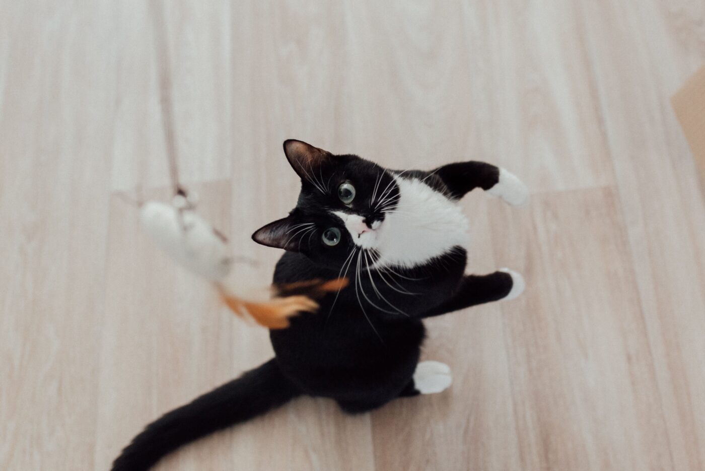 An alert cat watching a toy with the tip of their tail twitching during a playful moment.