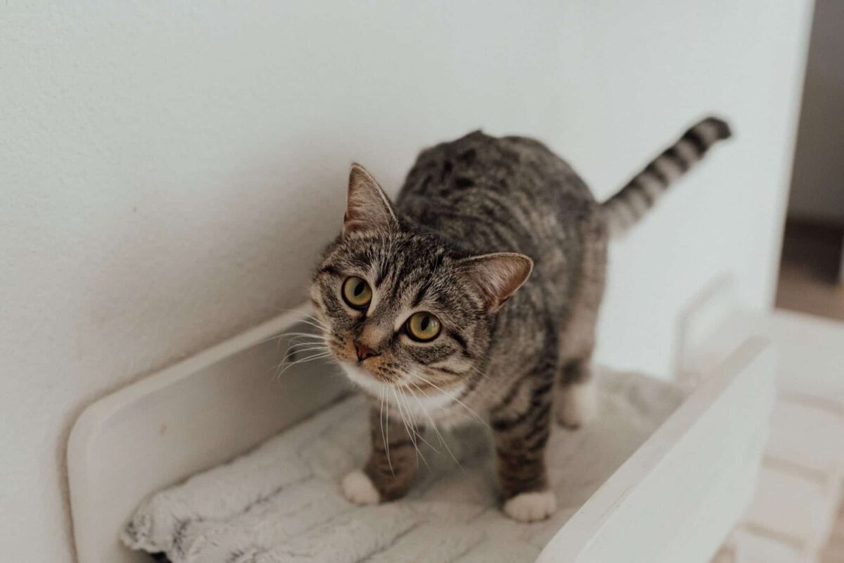 An excited cat crouching low with their hindquarters raised slightly as they prepare to pounce.