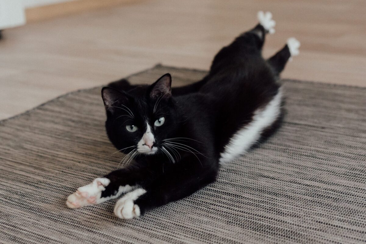 A comfortable cat stretched fully across the floor with their paws extended and body relaxed.