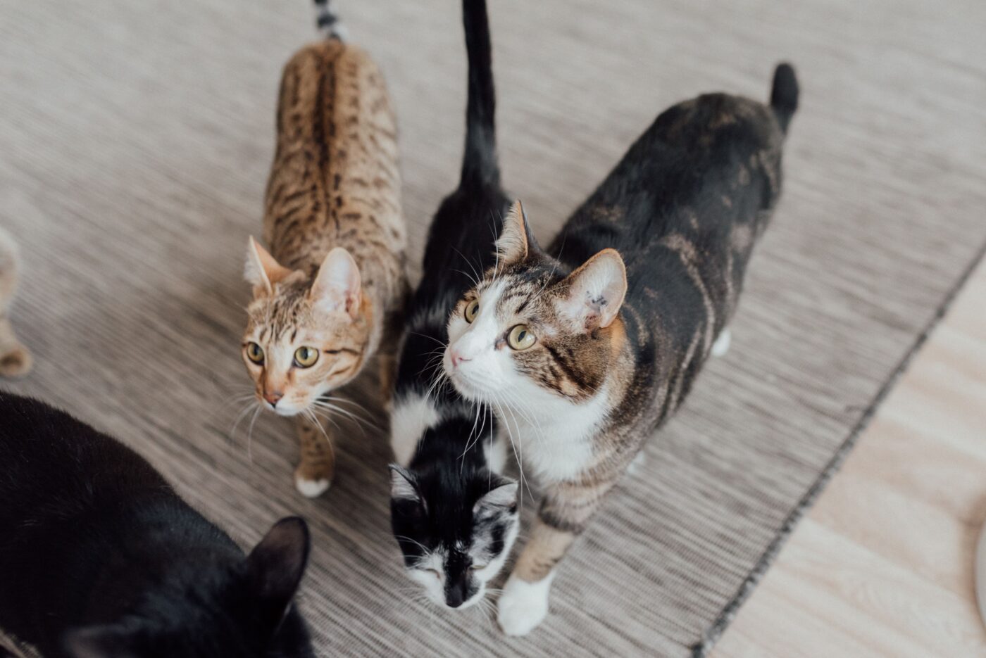 A curious cat calmly following their person around the house, showing attachment and a desire to stay close throughout the day.
