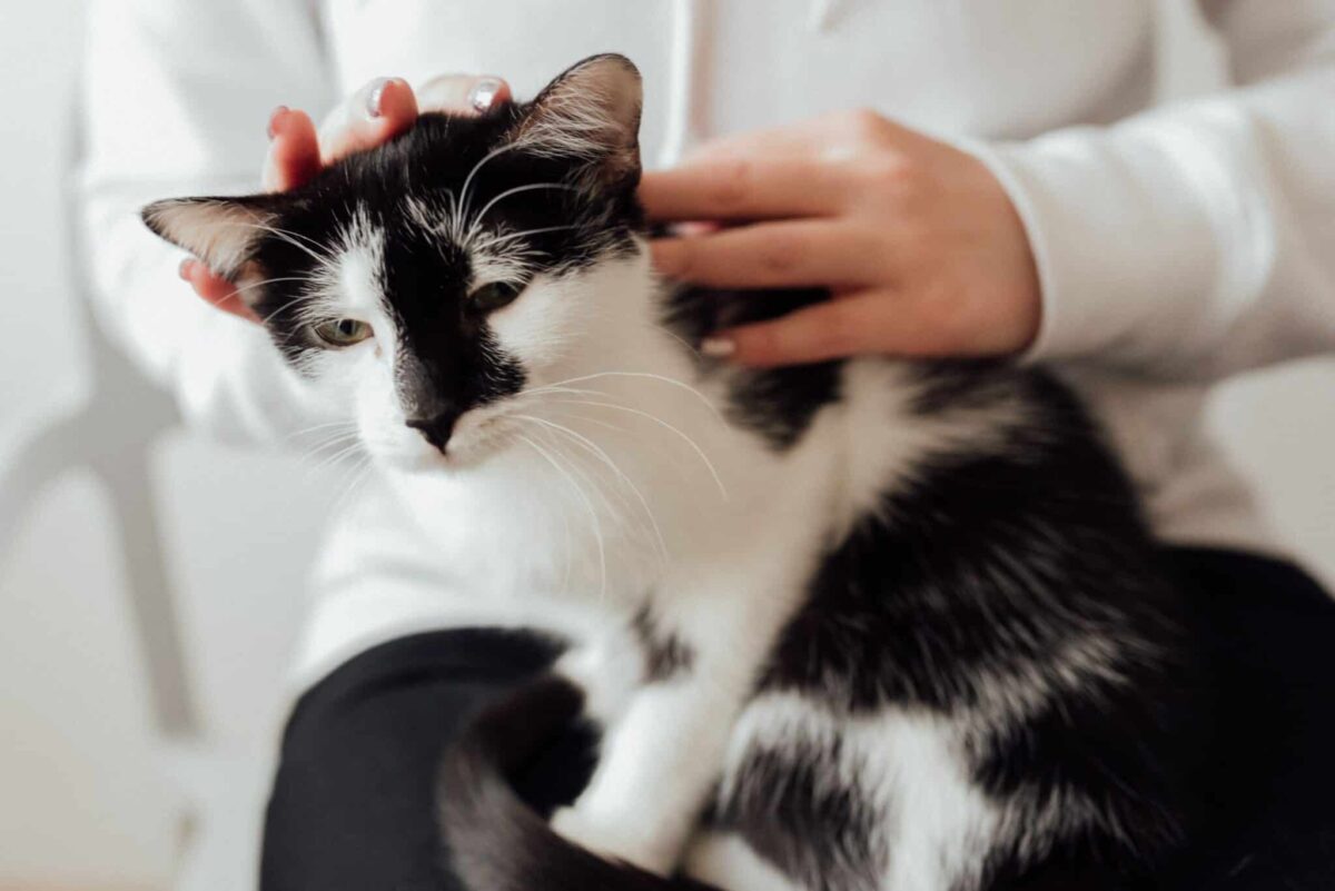 A relaxed cat leaning comfortably beside their human while enjoying a calm moment of gentle attention.