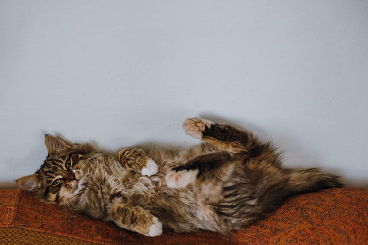 A relaxed cat lying comfortably on their back near their human with their belly exposed.