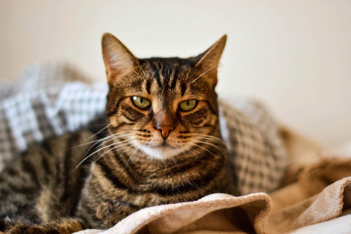 A peaceful cat sleeping deeply on a familiar pile of clothes as though it were their regular bed.