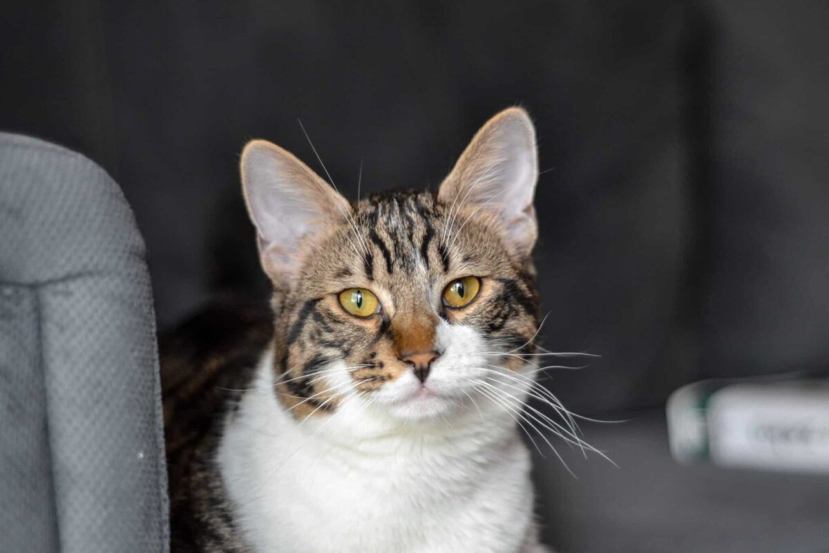 A seated cat calmly facing their human with gently narrowed eyes and relaxed whiskers.