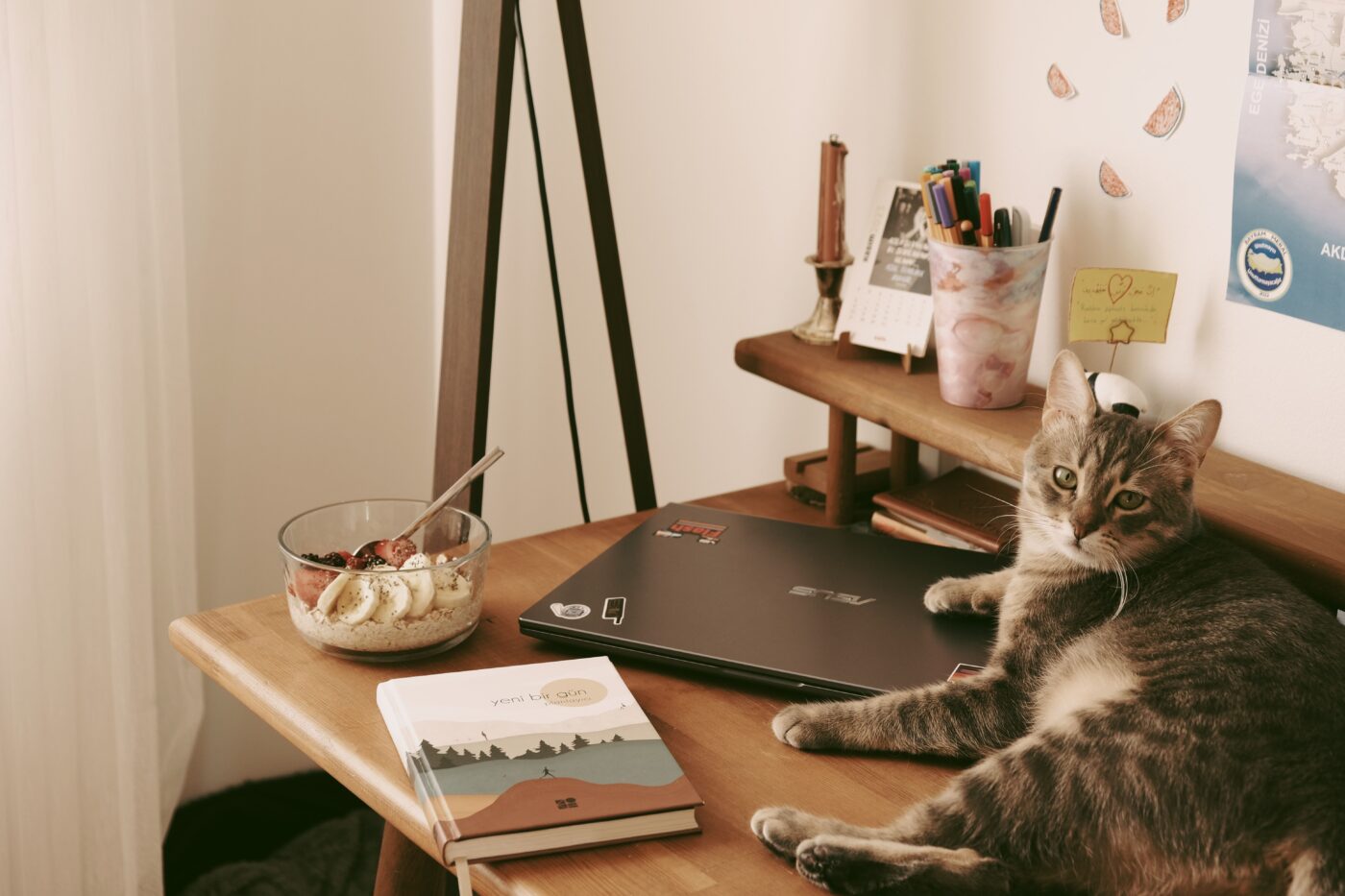 A curious cat sitting comfortably across laptop with a relaxed expression, turning computer time into their favorite resting spot.