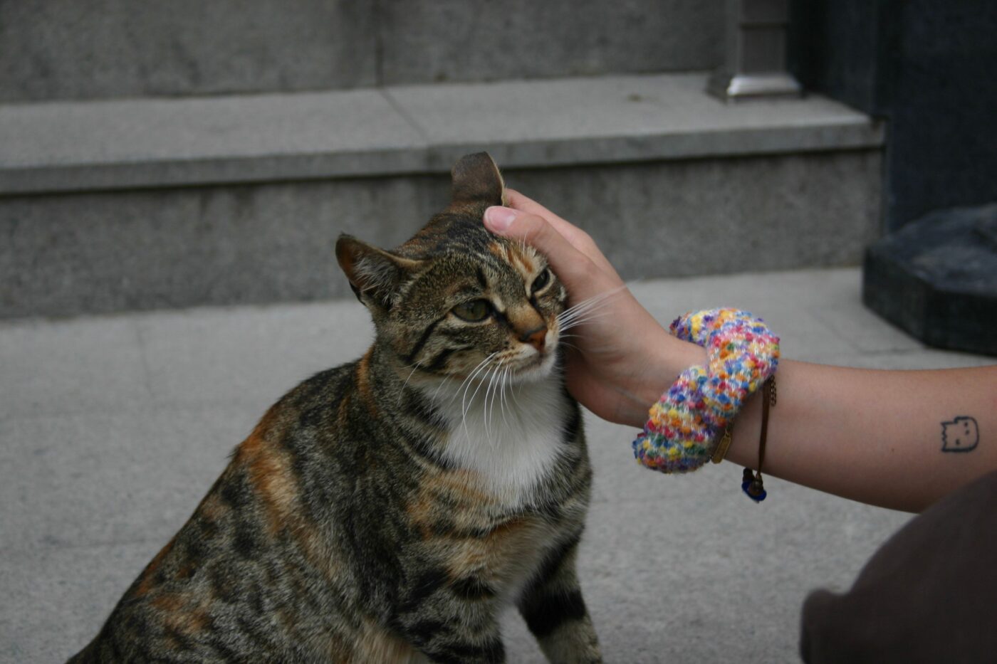 A friendly cat pressing their cheek beneath their human's hand to encourage gentle petting.